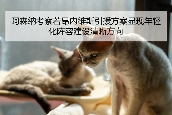 阿森纳考察若昂内维斯引援方案显现年轻化阵容建设清晰方向